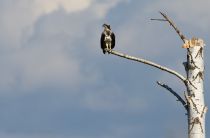 Скопа Pandion haliaetus
Filename=IMG_8026.jpg
Filesize=111KB
Dimensions=900x593
Date added=Sep 07, 2014 IMG_8026.jpg