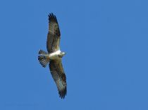 Скопа Pandion haliaetus
Filename=IMG_8189.jpg
Filesize=130KB
Dimensions=900x669
Date added=Sep 07, 2014 IMG_8189.jpg