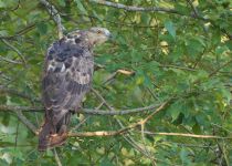 Осоед Pernis apivorus
Filename=8Z2A6576.jpg
Filesize=357KB
Dimensions=900x644
Date added=Aug 06, 2016 8Z2A6576.jpg