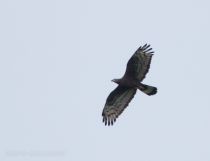 Осоед хохлатый Pernis ptilorhyncus primorye2016
Filename=8Z2A6131.jpg
Filesize=79KB
Dimensions=900x690
Date added=Mar 12, 2017 8Z2A6131.jpg