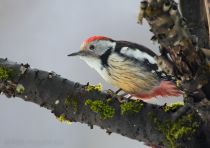 Дятел средний-пестрый Dendrocopos medius sochi2019
Dendrocopos medius caucasicus Bianchi, 1904
Filename=8Z2A6453.jpg
Filesize=225KB
Dimensions=900x638
Date added=Jan 11, 2019 8Z2A6453.jpg