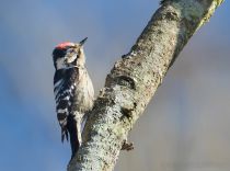 Дятел малый-пестрый Dendrocopos minor azer2017
Dendrocopos minor quadrifasciatus Radde, 1884
Filename=8Z2A1216.jpg
Filesize=323KB
Dimensions=900x672
Date added=Mar 04, 2017 8Z2A1216.jpg