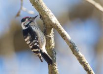 Дятел малый-пестрый Dendrocopos minor quadrifasciatus azer2017
Dendrocopos minor quadrifasciatus Radde, 1884
Filename=8Z2A1238.jpg
Filesize=199KB
Dimensions=900x654
Date added=Mar 04, 2017 8Z2A1238.jpg