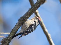 Дятел малый-пестрый Dendrocopos minor quadrifasciatus azer2017
Dendrocopos minor quadrifasciatus Radde, 1884
Filename=8Z2A1242.jpg
Filesize=240KB
Dimensions=900x676
Date added=Mar 04, 2017 8Z2A1242.jpg