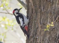 Дятел сирийский Dendrocopos syriacus azer2018
Filename=8Z2A3104.jpg
Filesize=260KB
Dimensions=900x662
Date added=Aug 05, 2018 8Z2A3104.jpg