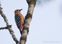 Рыжебрюхий Дятел Dendrocopos hyperythrus subrufinus primorye2016
Dendrocopos hyperythrus subrufinus
Filename=8Z2A9317.jpg
Filesize=168KB
Dimensions=900x646
Date added=Jun 16, 2016 8Z2A9317.jpg