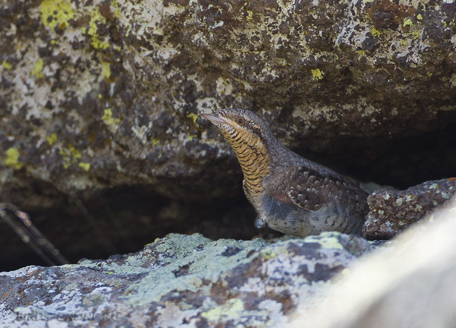 ВертиШейка (Jynx torquilla)
Keywords: ВертиШейка Jynx torquilla armenia2013