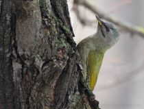 Дятел седой Picus canus
Filename=8Z2A7807.jpg
Filesize=257KB
Dimensions=900x685
Date added=Mar 23, 2019 8Z2A7807.jpg