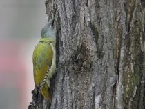 Дятел седой Picus canus
Filename=8Z2A7838.jpg
Filesize=308KB
Dimensions=900x678
Date added=Mar 23, 2019 8Z2A7838.jpg