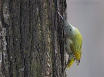 Дятел седой Picus canus
Filename=8Z2A7880.jpg
Filesize=316KB
Dimensions=900x672
Date added=Mar 23, 2019 8Z2A7880.jpg