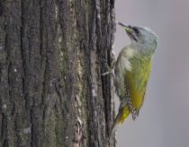 Дятел седой Picus canus
Filename=8Z2A7893.jpg
Filesize=338KB
Dimensions=900x704
Date added=Mar 23, 2019 8Z2A7893.jpg