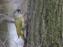 Дятел седой Picus canus
Filename=8Z2A7900.jpg
Filesize=409KB
Dimensions=900x682
Date added=Mar 23, 2019 8Z2A7900.jpg