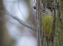 Дятел седой Picus canus
Filename=8Z2A7929.jpg
Filesize=265KB
Dimensions=900x668
Date added=Mar 23, 2019 8Z2A7929.jpg