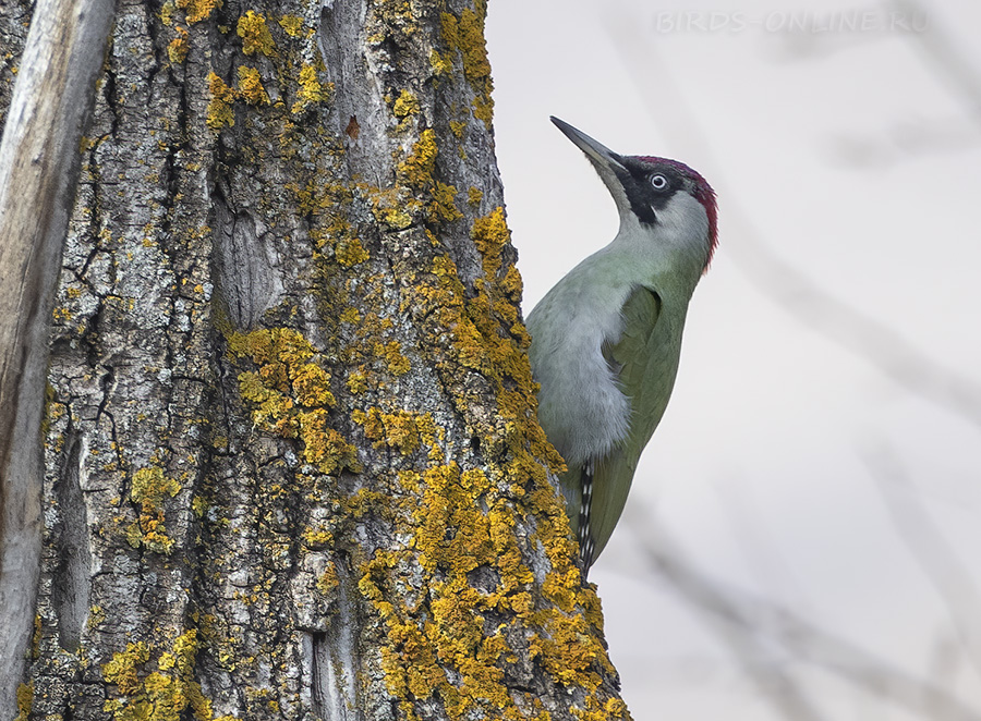 Дятел зеленый (Picus viridis)
Keywords: Дятел зеленый Picus viridis osetia2020