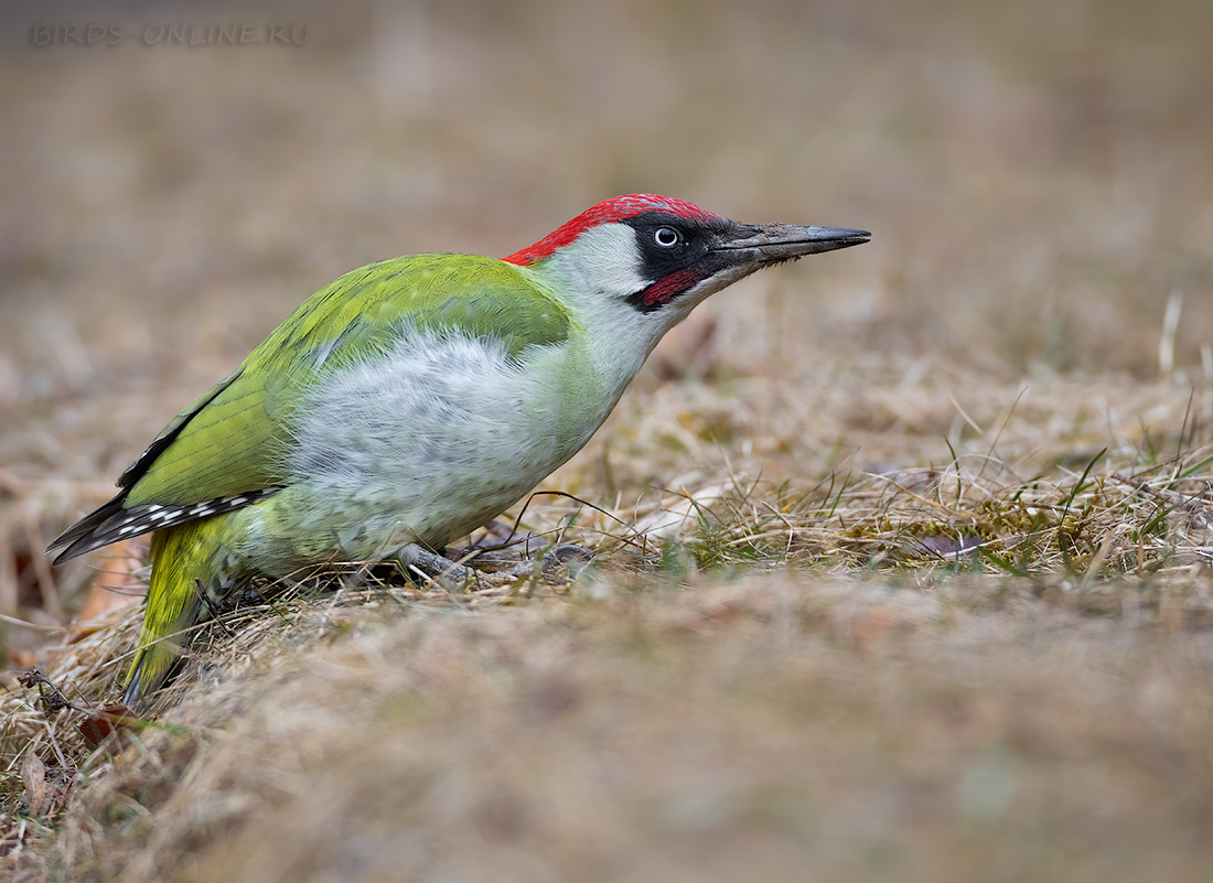 Дятел зеленый (Picus viridis)
Keywords: Дятел зеленый Picus viridis kmw2021