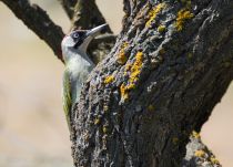 Дятел зеленый Picus viridis azer2018
Filename=8Z2A3091.jpg
Filesize=305KB
Dimensions=900x649
Date added=Aug 05, 2018 8Z2A3091.jpg