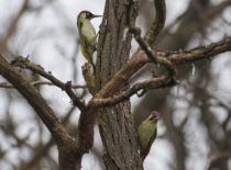 Дятел зеленый Picus viridis
Filename=8Z2A7545.jpg
Filesize=228KB
Dimensions=900x665
Date added=Feb 28, 2019 8Z2A7545.jpg