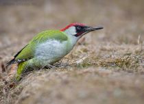 Дятел зеленый Picus viridis kmw2021
Filename=8Z2A9000.jpg
Filesize=283KB
Dimensions=1100x801
Date added=Apr 25, 2021 8Z2A9000.jpg
