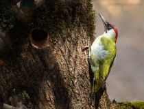 Дятел зеленый Picus viridis kmw2021
Filename=8Z2A9534.jpg
Filesize=604KB
Dimensions=1100x840
Date added=Apr 04, 2021 8Z2A9534.jpg