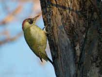 Дятел зеленый Picus viridis
Filename=IMG_7470.jpg
Filesize=333KB
Dimensions=900x685
Date added=Nov 15, 2015 IMG_7470.jpg