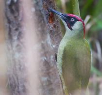 Дятел зеленый Picus viridis
Filename=IMG_7919.jpg
Filesize=237KB
Dimensions=900x842
Date added=Nov 15, 2015 IMG_7919.jpg